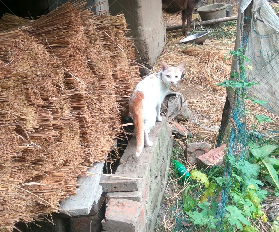 This is a beautiful cat