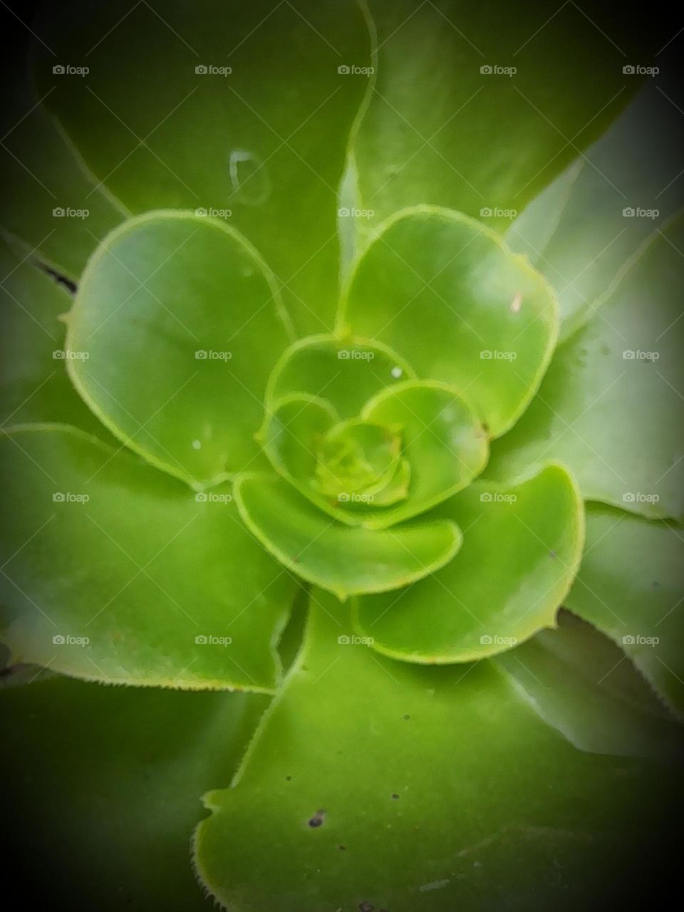 aeonium