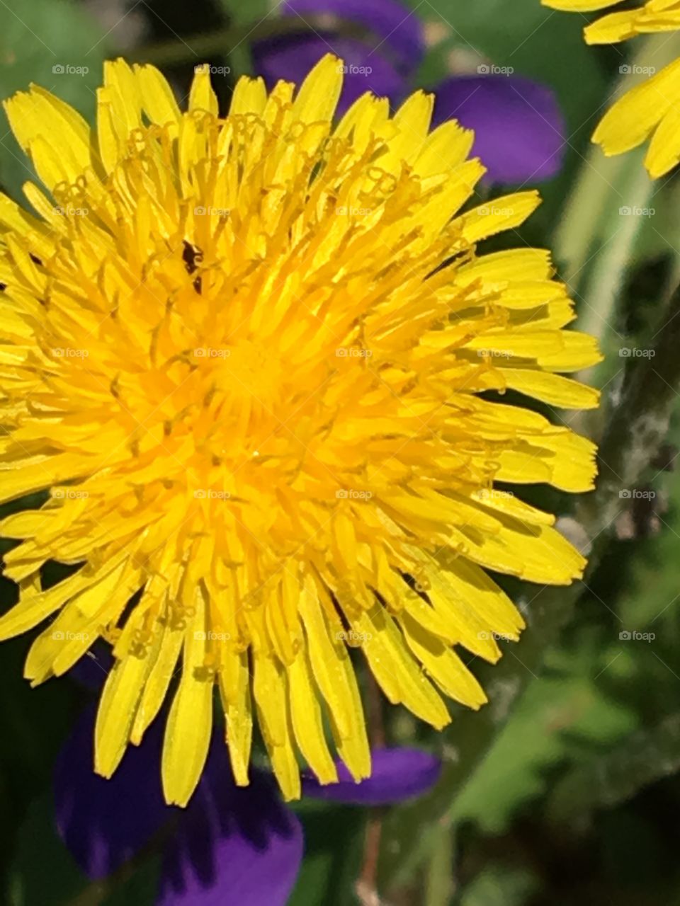 Dandelion blooms 