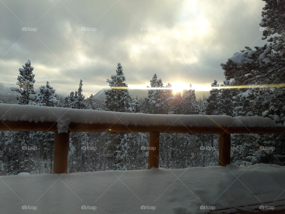 Scenic view of trees in winter