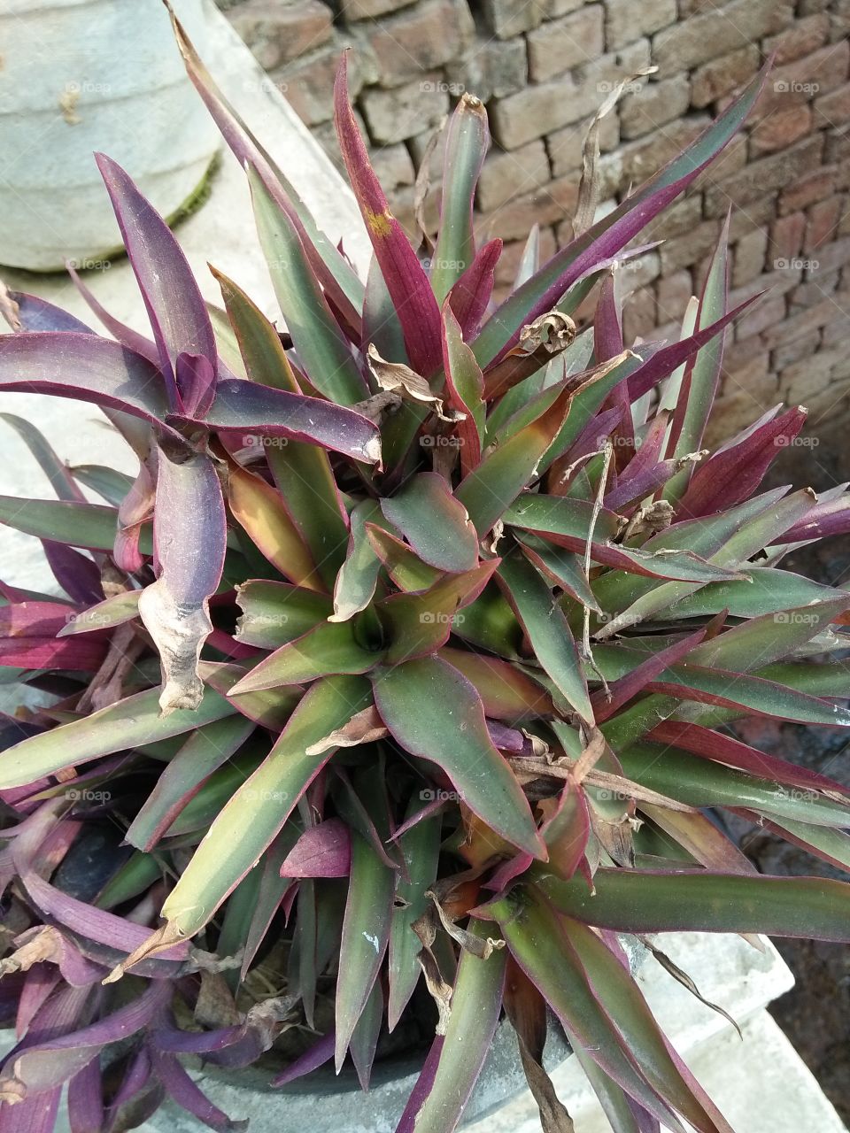 A photograph of a money plant