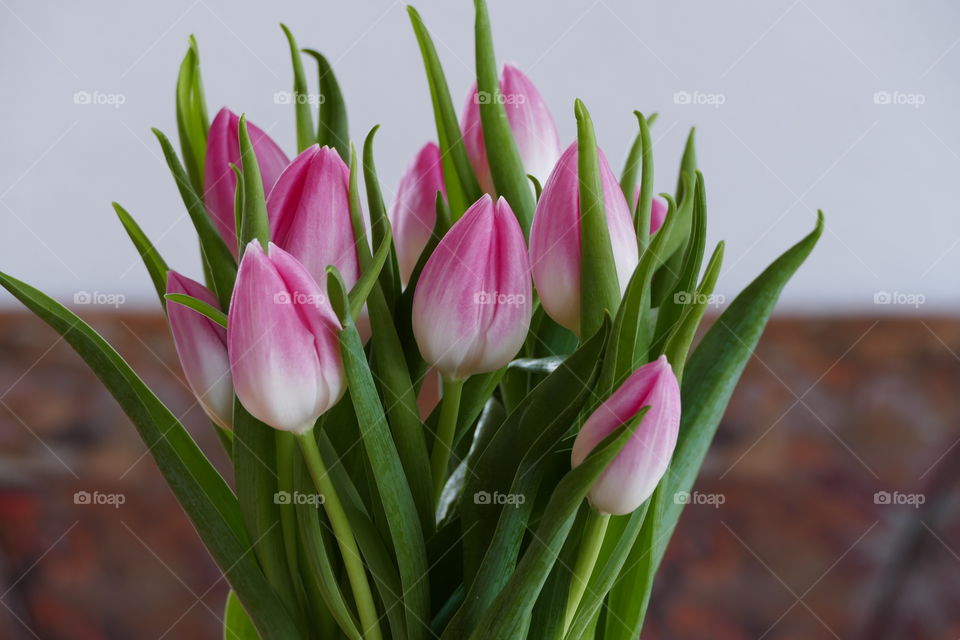 A bunch of pink tulips