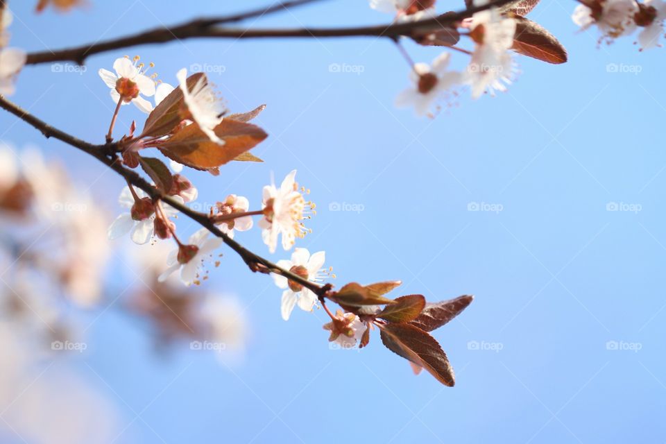 Blossom branch and the blue skies