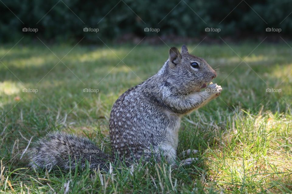 Squirrel eating nut.