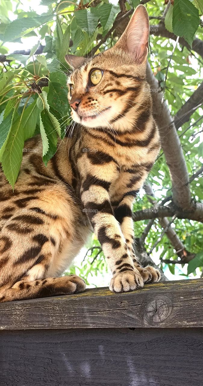 cat beautiful portrait mobile photography