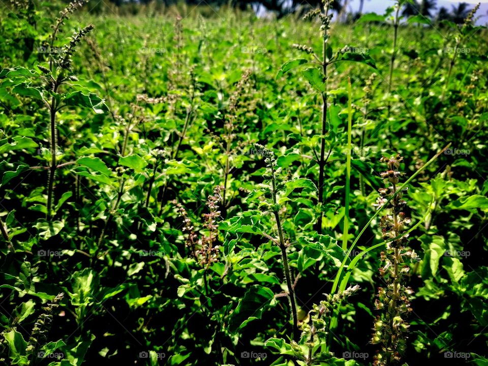 very good and growing holy plants