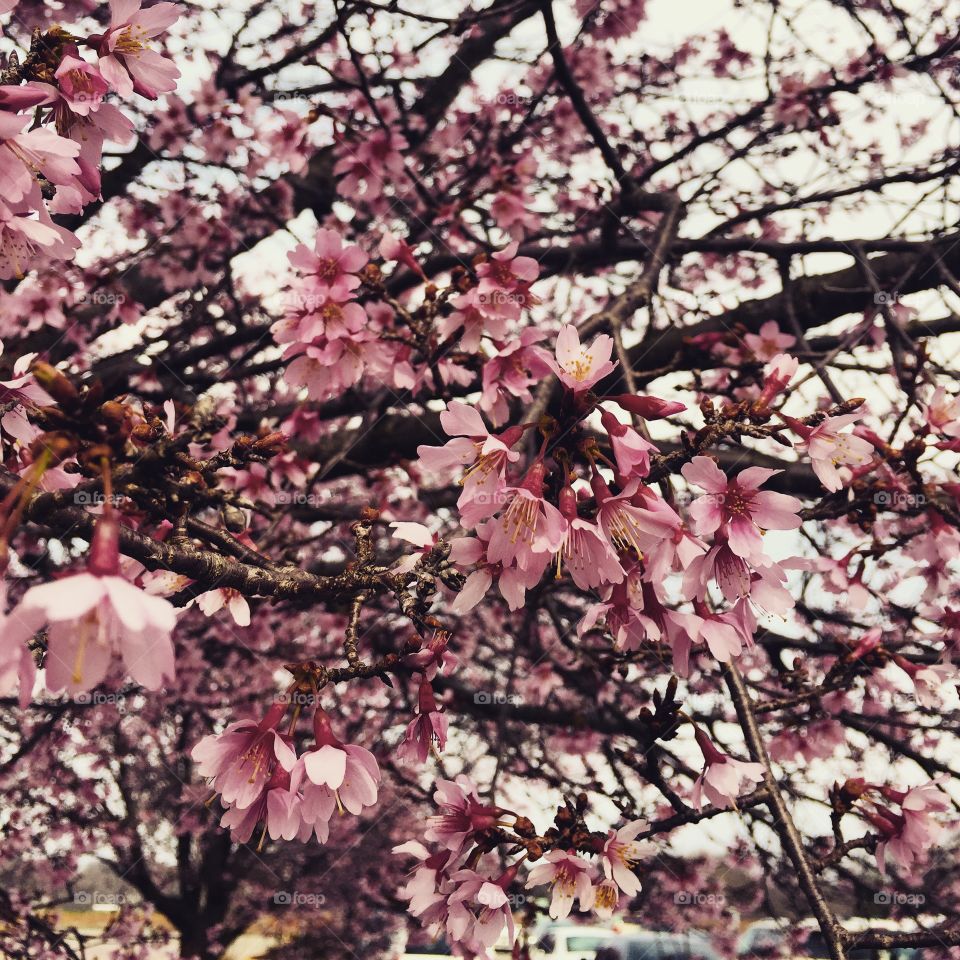 Cherry blossom. Spotted in Richmond Virginia
Spring, 2015