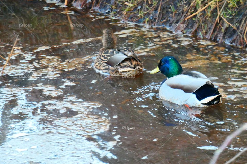 Schwimmende Enten