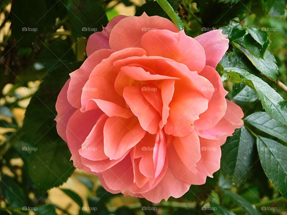 Stunning Rose