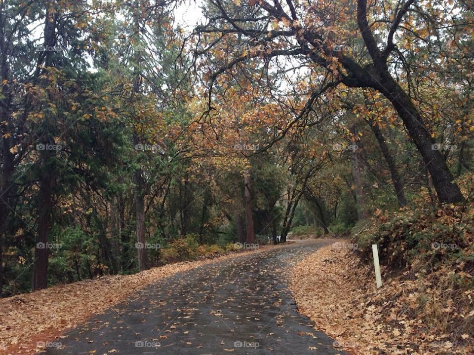 Road leading into Balch Park in the California Mountains