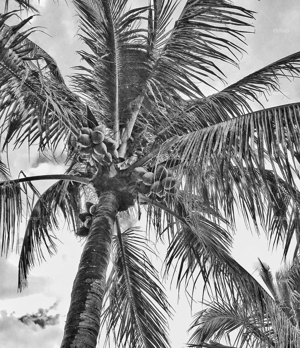 Palm tree