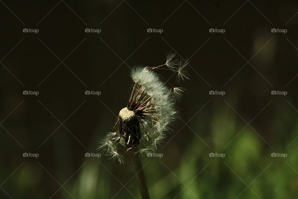 A dandelion spreading its seed after a fruitful pollination.