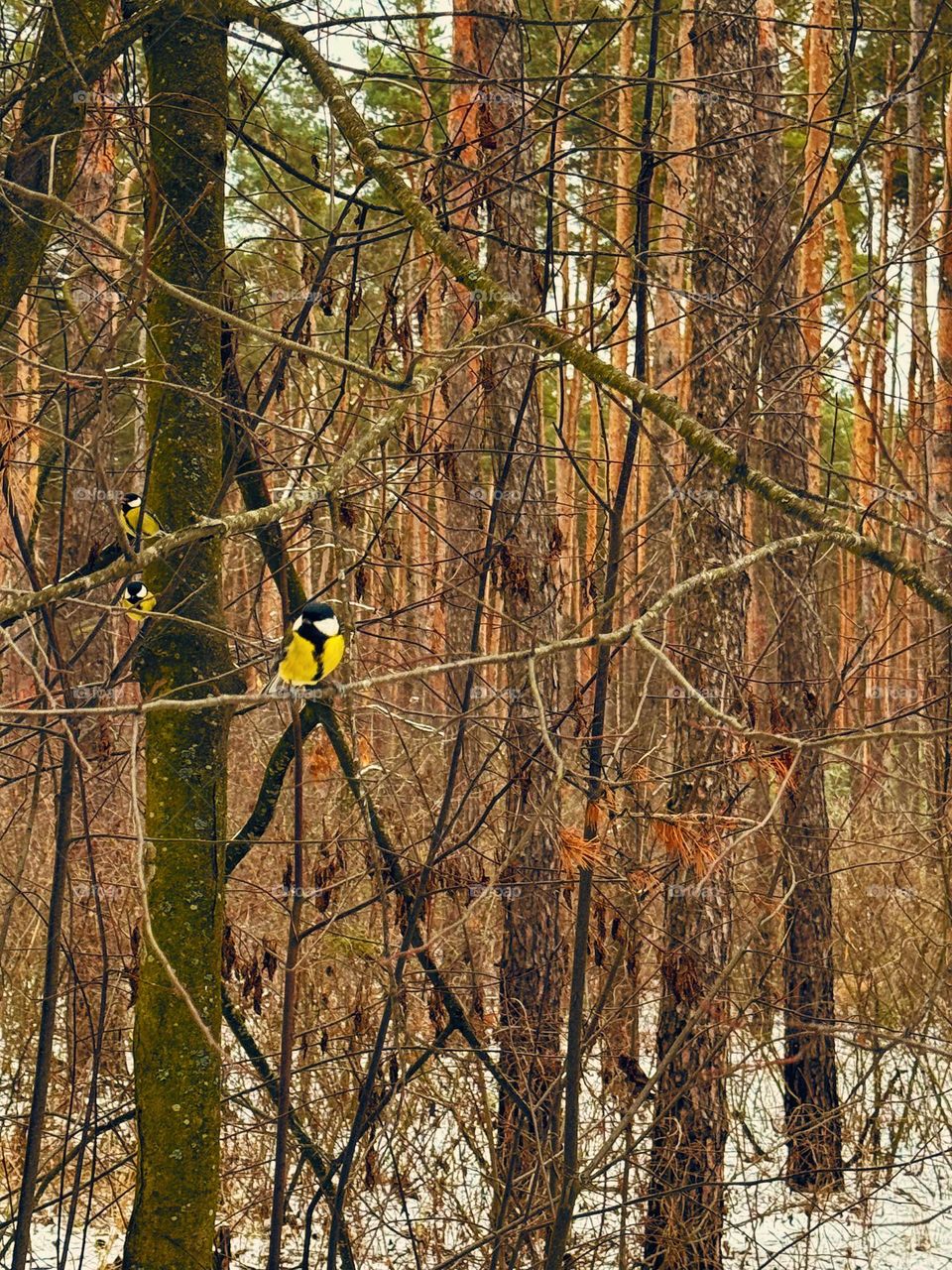 Can you hear me? The forest wakes up. Spring is in our souls, feel...