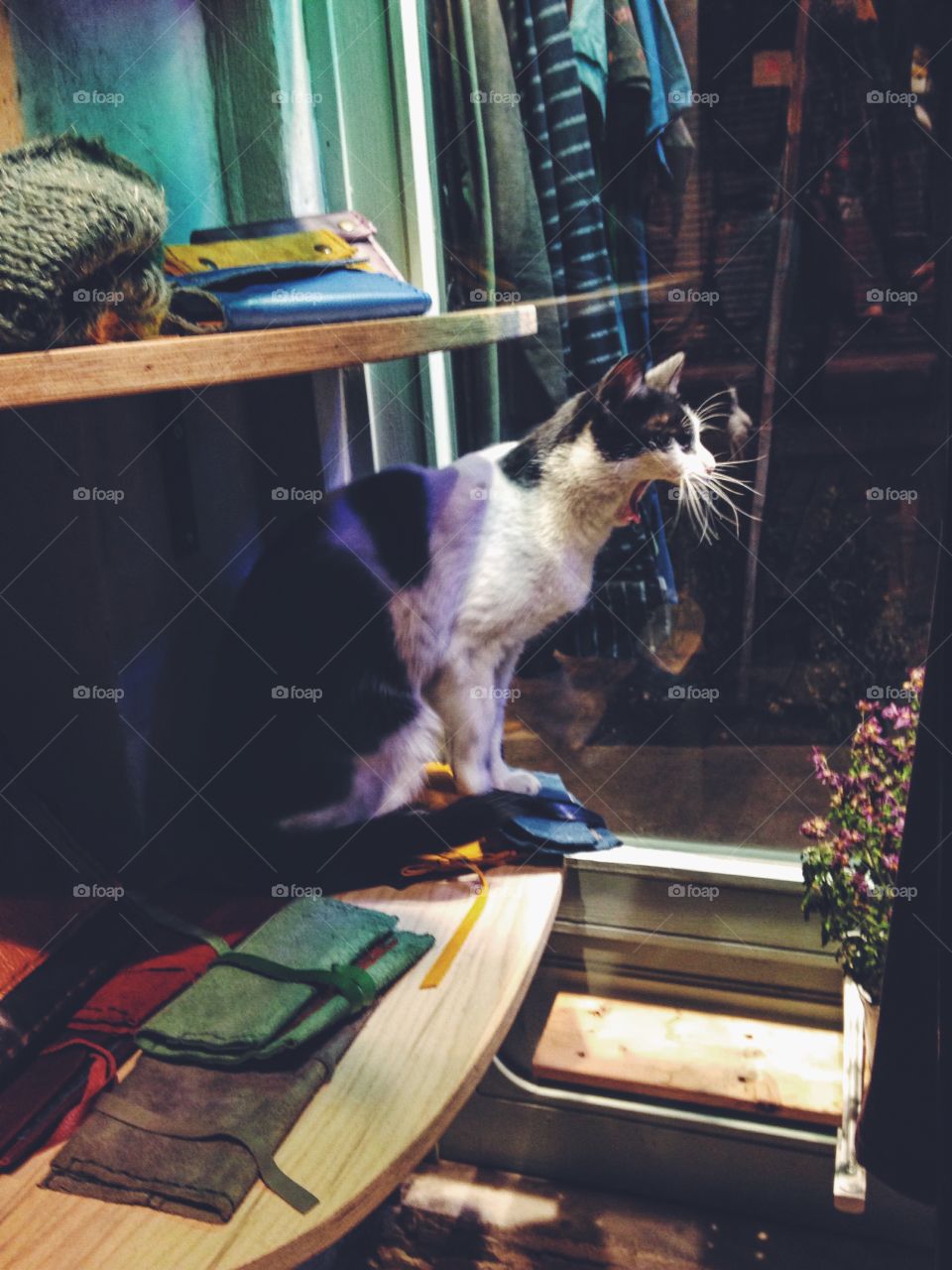 Cat meowing at the shop window 