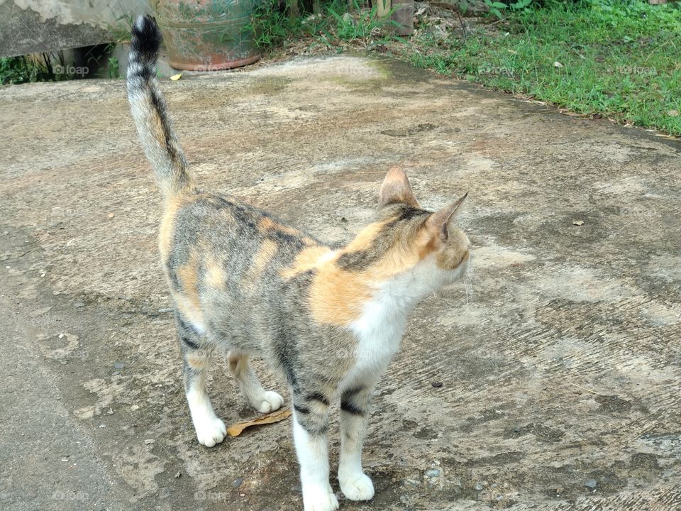 A cat is looking something