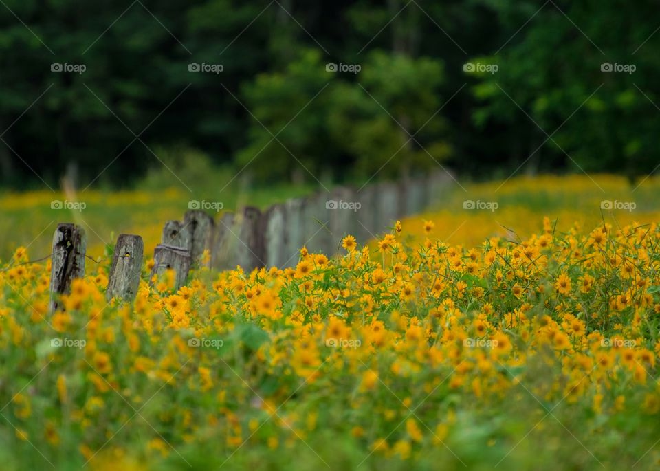 Primavera no Pantanal