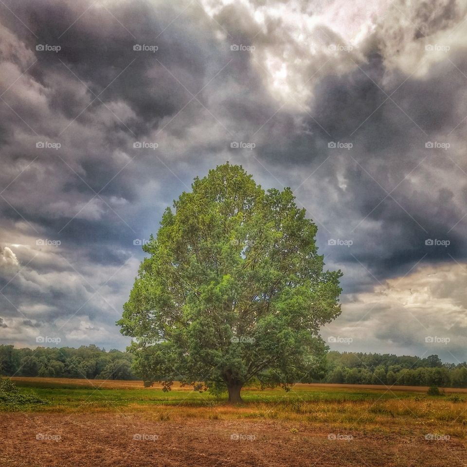 Tree in the meadow