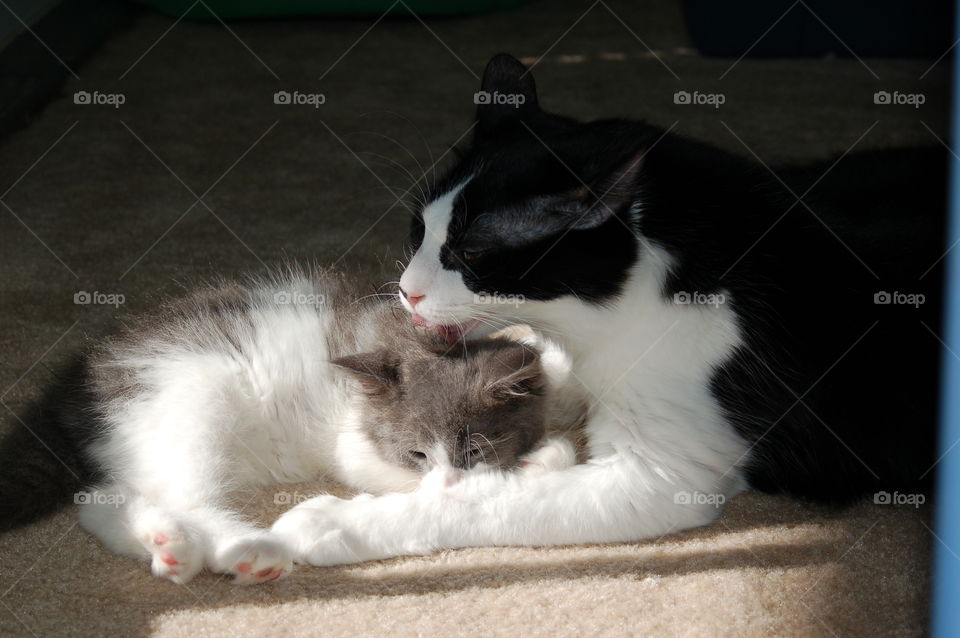 Cat and kitten