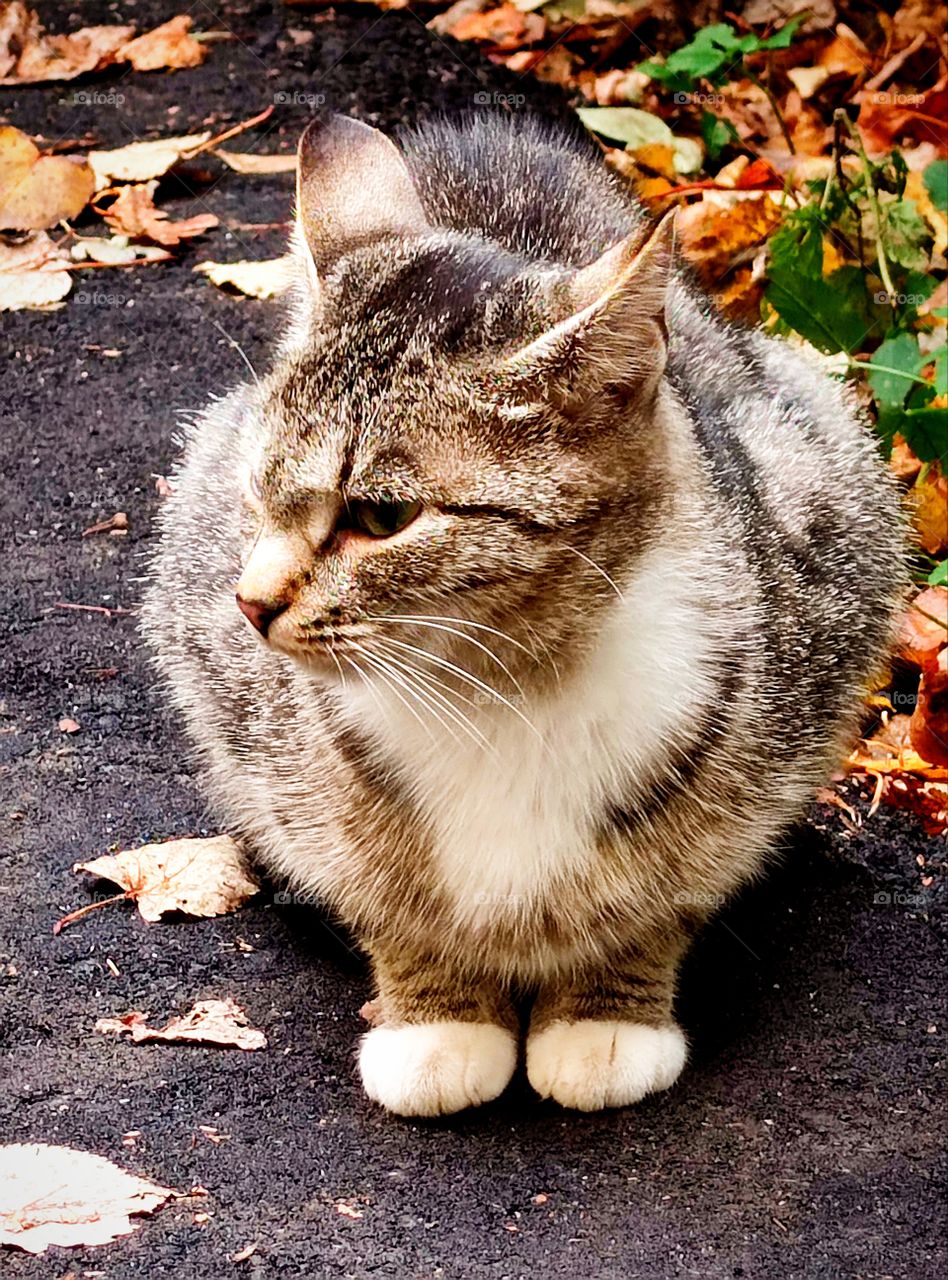 Autumn.  The cat is sitting on the pavement.  Around colorful autumn leaves