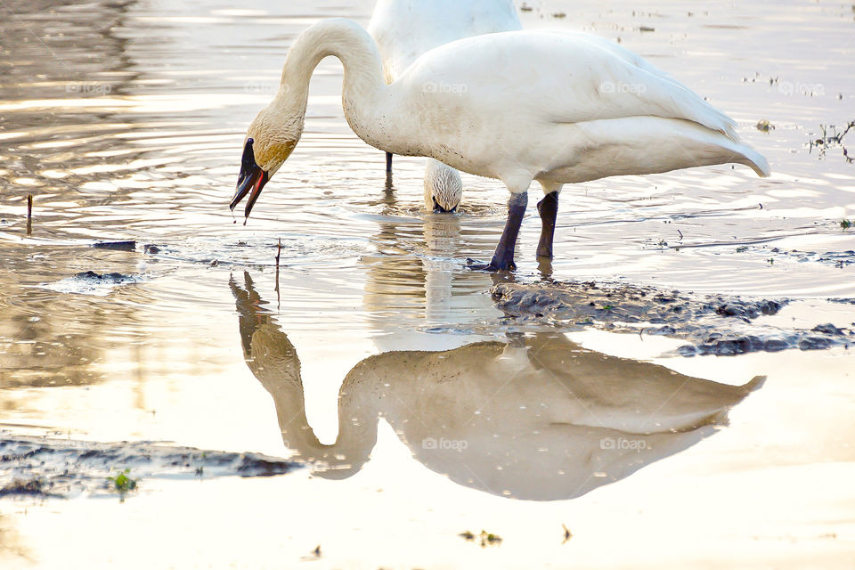 Tundra swan with reflection