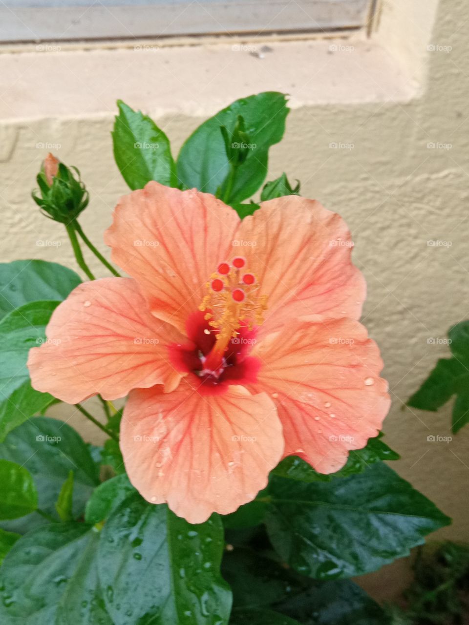 beautiful hibiscus🌺🌻🌹🌷