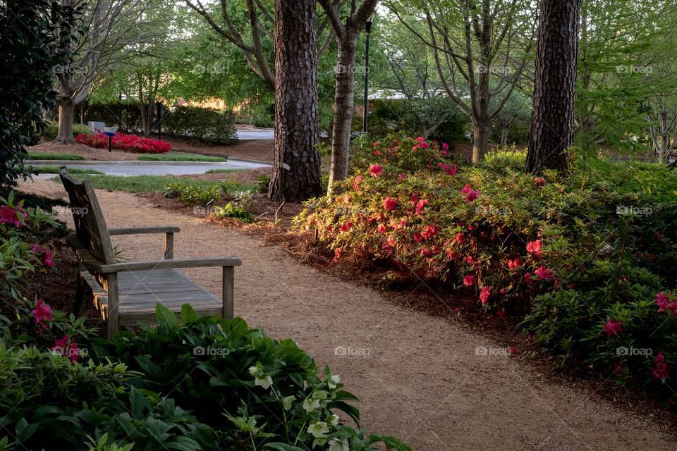 The early morning sunshine strikes the blossoms at an azalea garden in Raleigh North Carolina. 