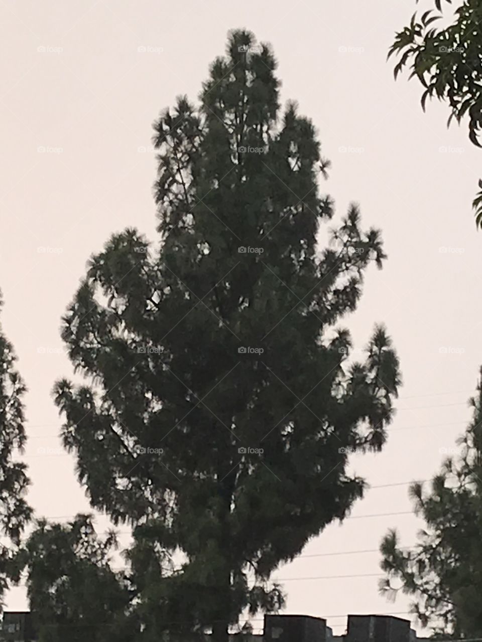 Tall tree in the city. This is a fine-looking one. Without any trees like the one in the photo, there would not natural beauty in the city to appreciate.