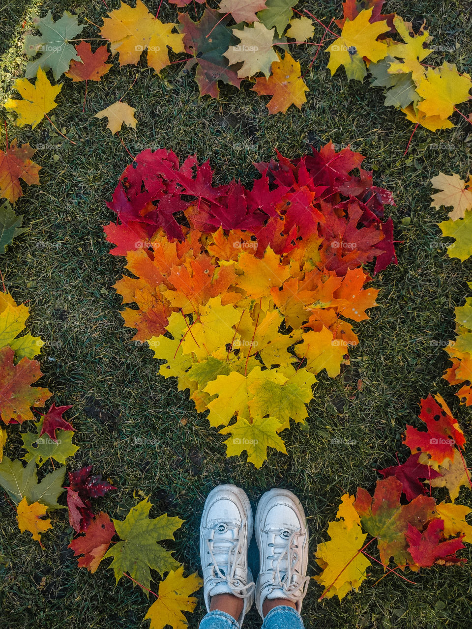 autumn heart of leaves