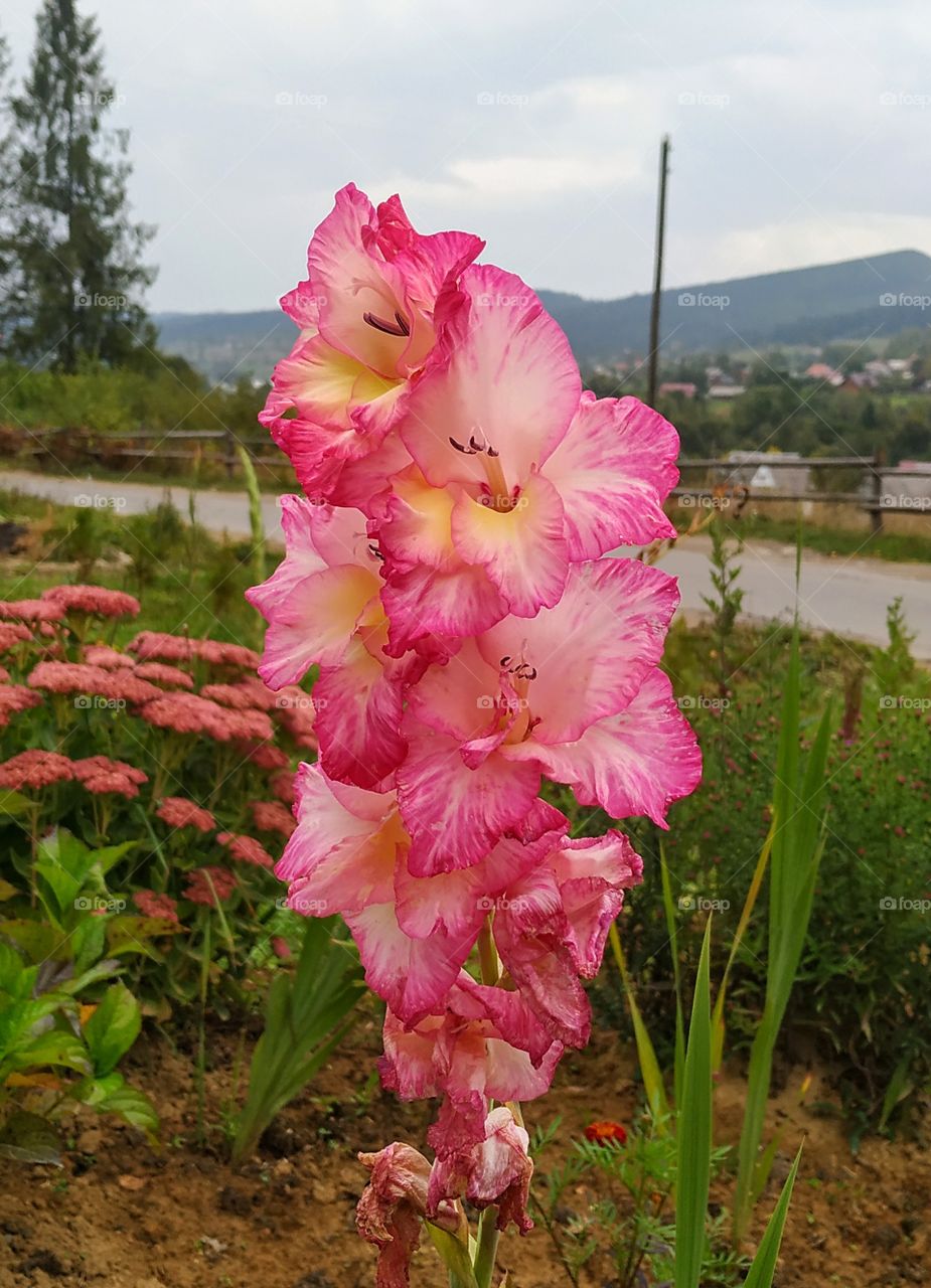 A tender pink gladioli