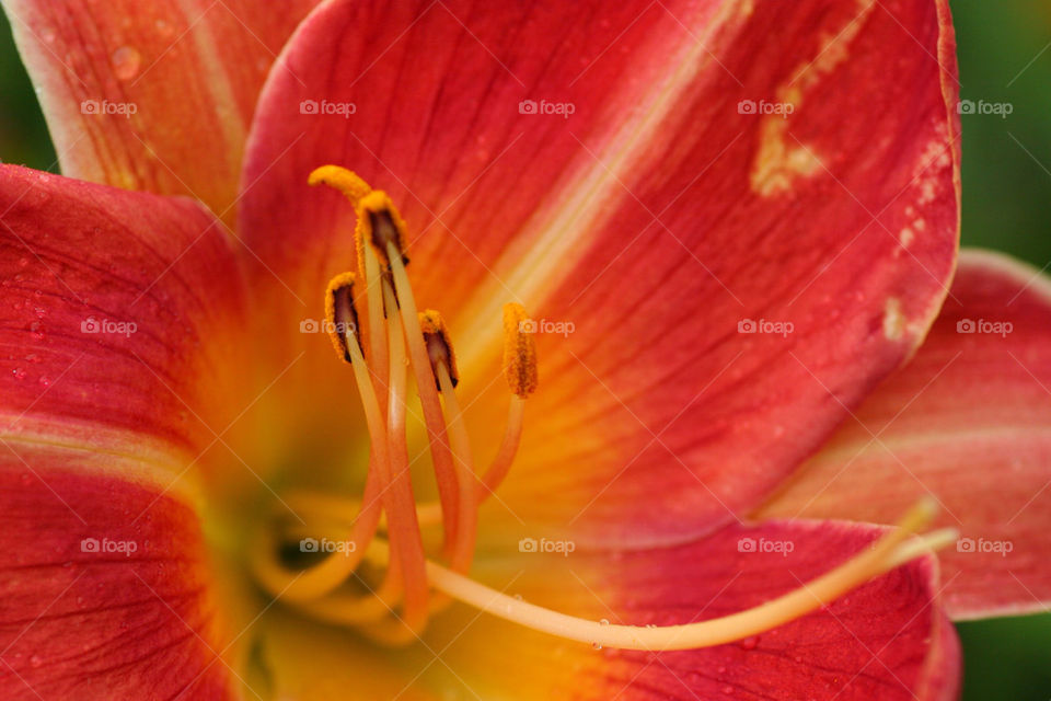 botanical stigma flower macro by kshapley