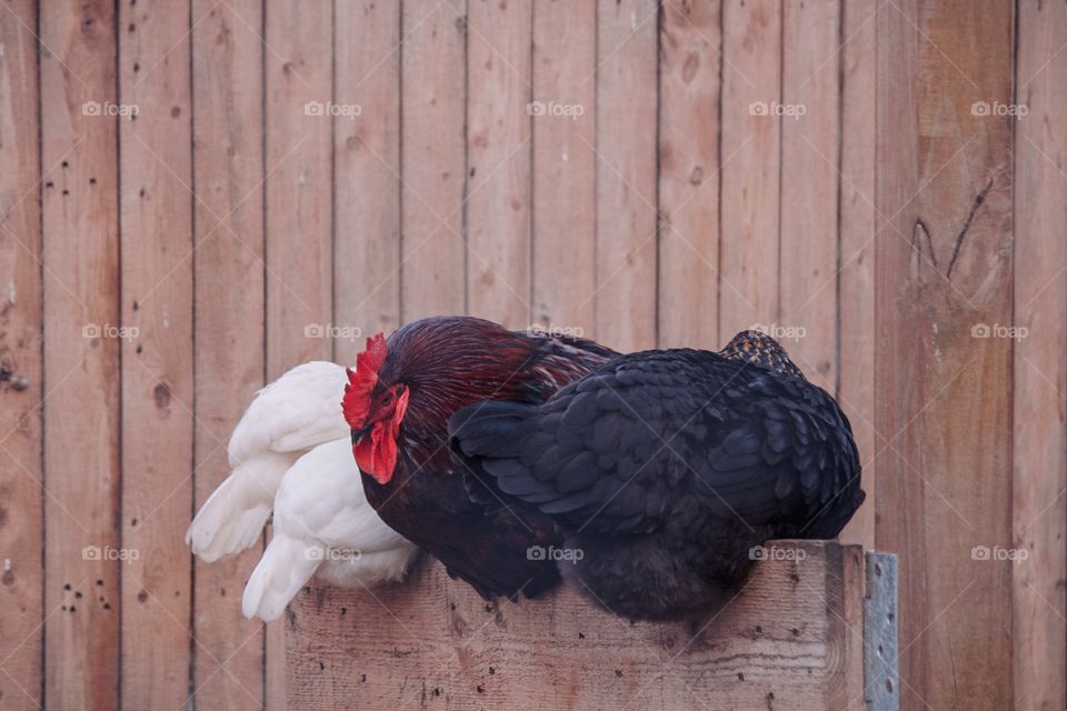 Chickens on a fence