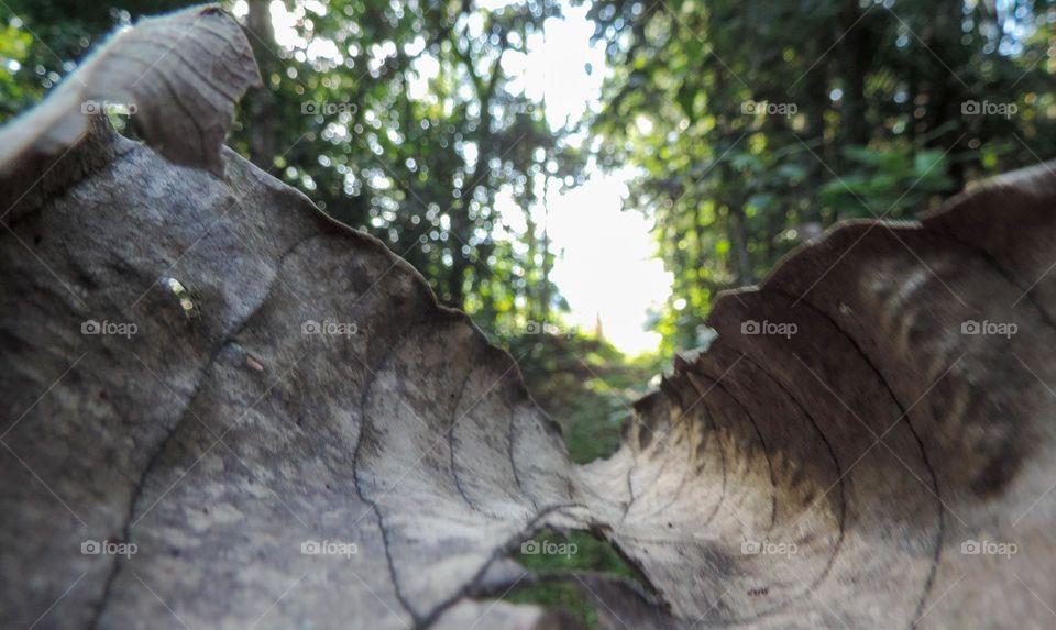 From inside the leaf I see my way.