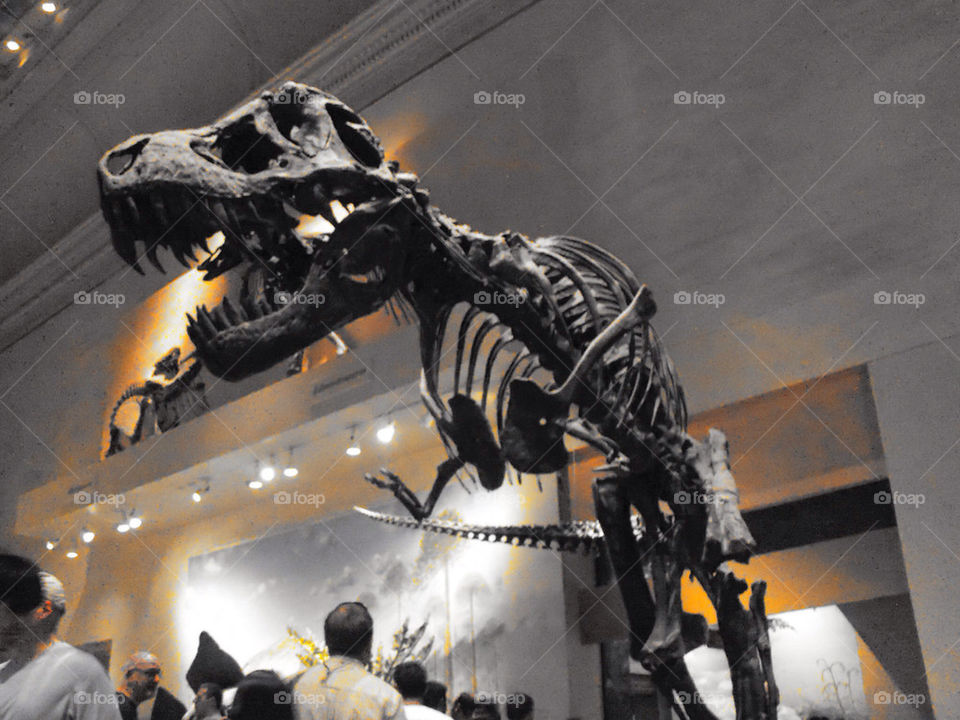 museum trex dino rex by vladimiryleon