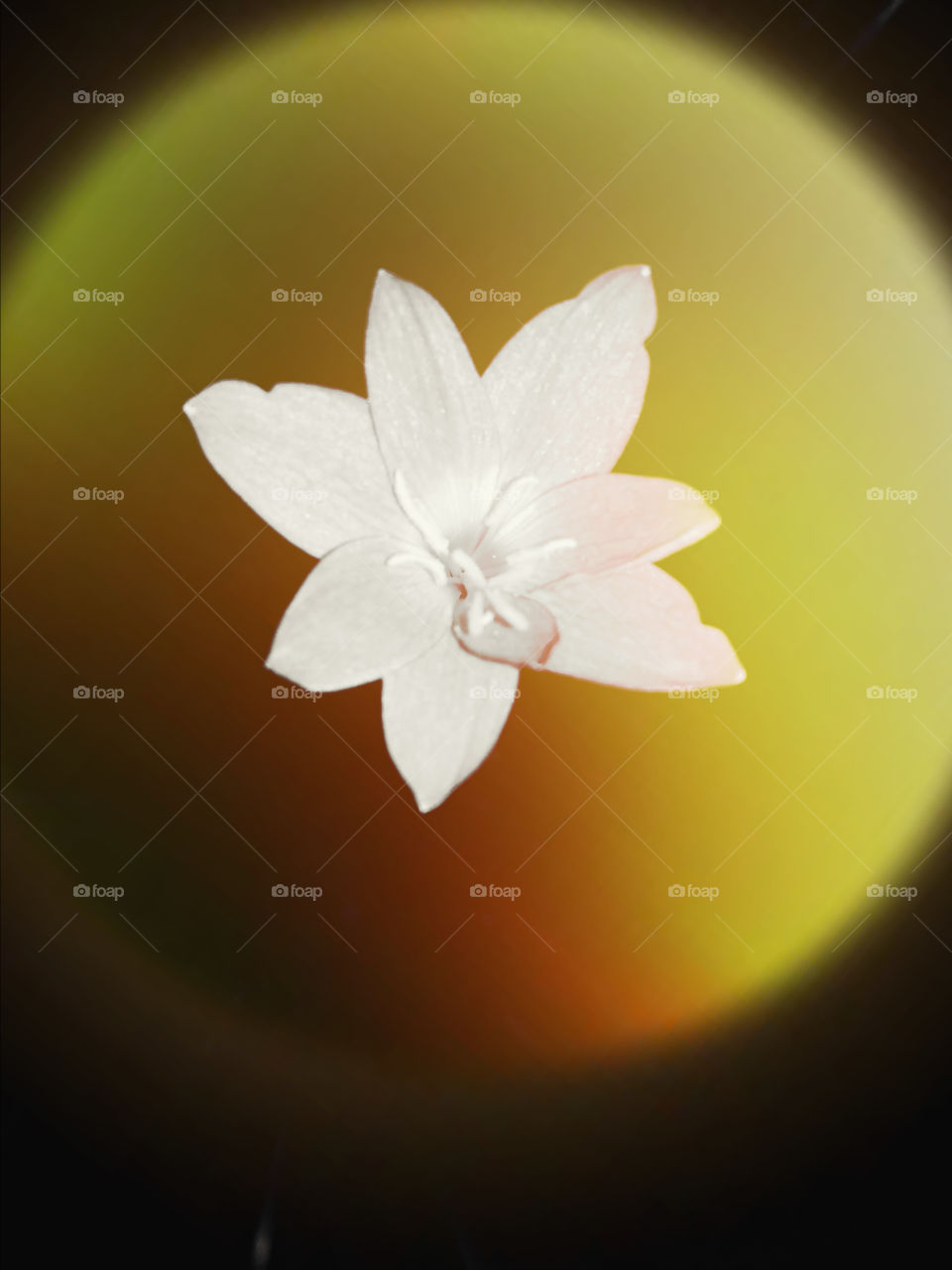 Title- Embrace your Womanhood
Description- Image of white lily flower on black background.