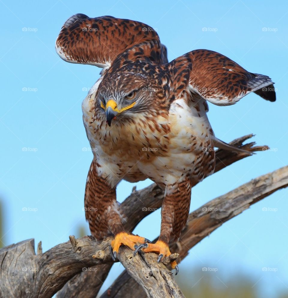 Ferruginous Hawk