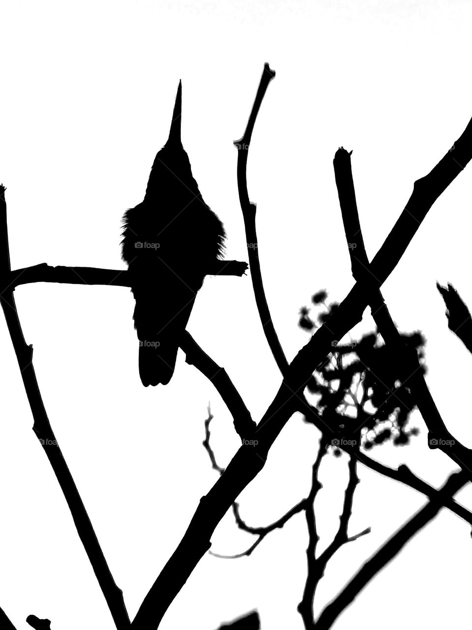 The elegance and grace of a tiny, perched hummingbird in black and white. Even in grayscale, the essence of this hummingbird shines.