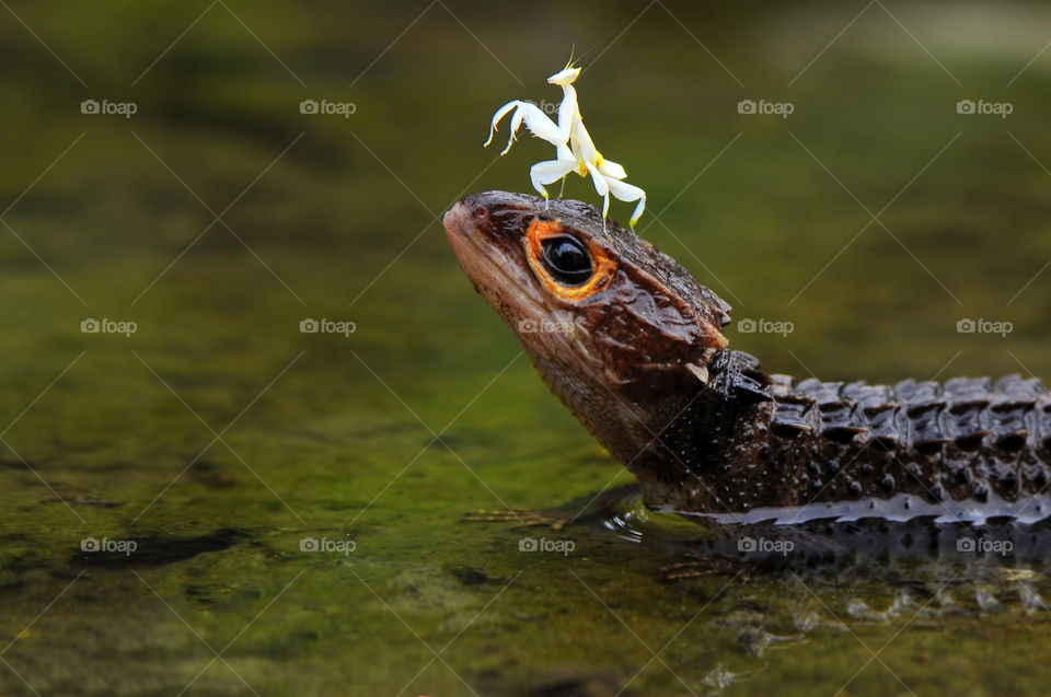 mantis on head croc