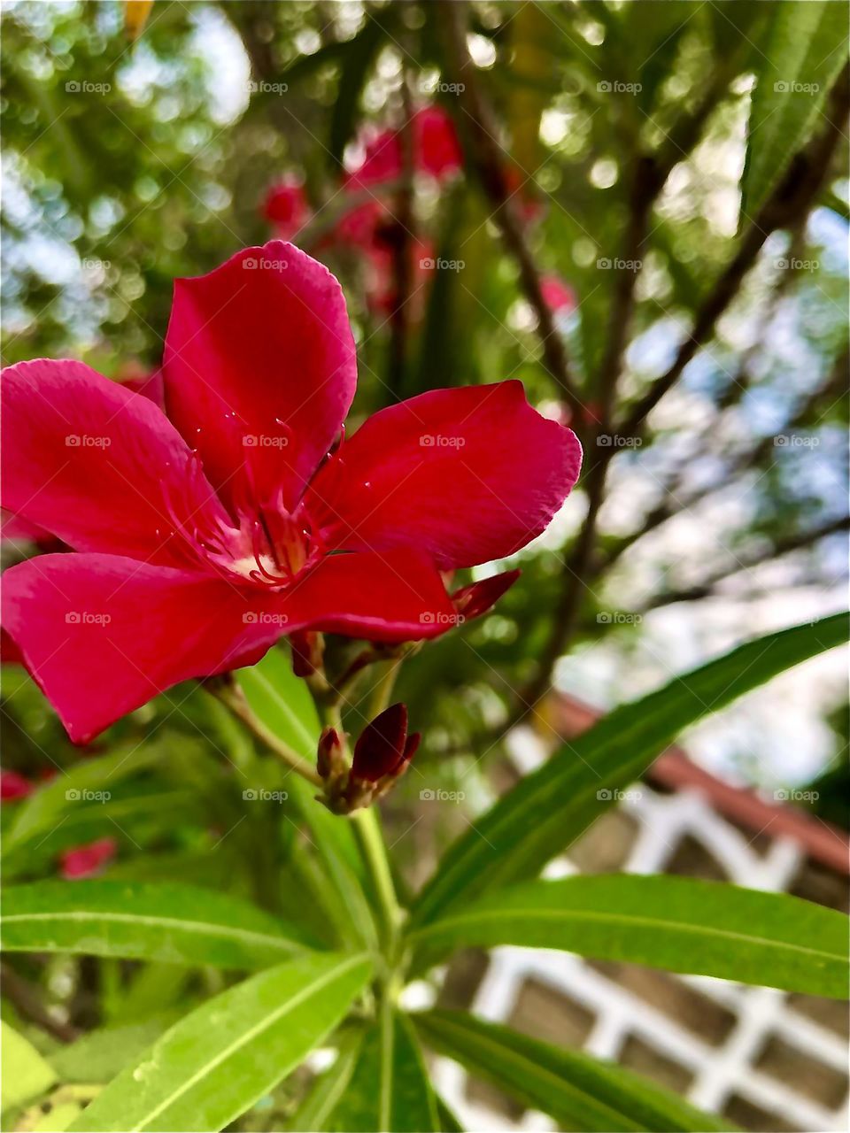 Upload the photo of the month July