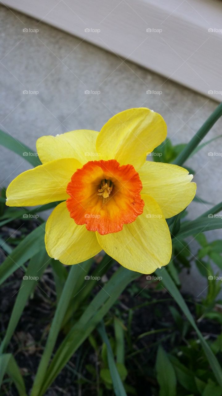 Springtime flower
