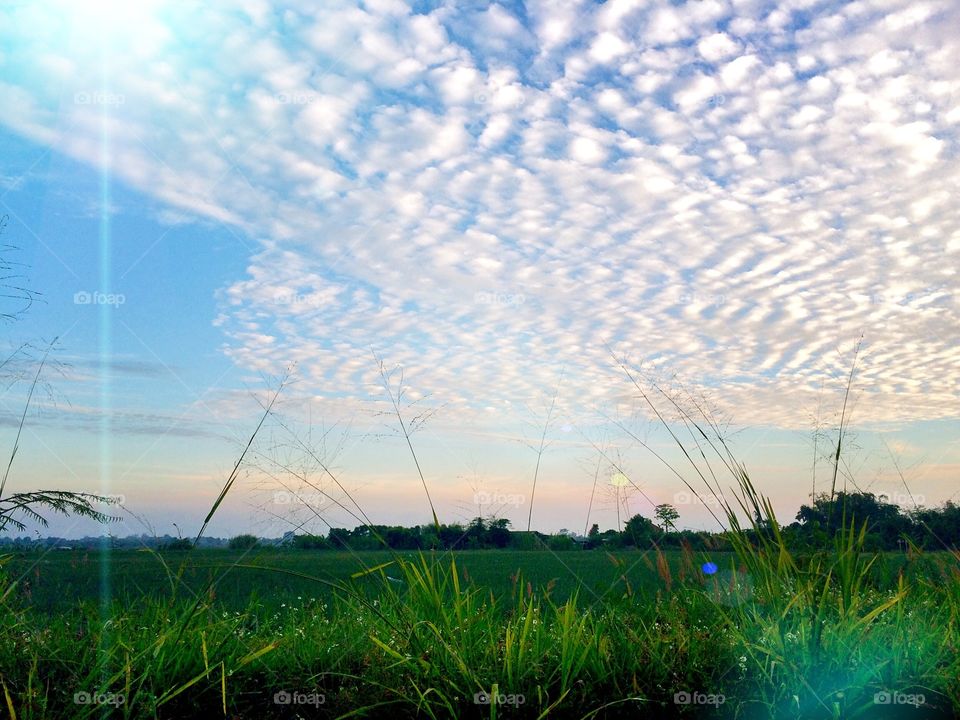 Grass, Nature, Landscape, Field, Sky