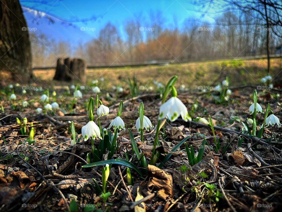 Plants.  Edge of the forest.  In the distance, behind a yellow field, trees grow that contrast with the blue sky.  In the foreground is an old stump and the first spring flowers of white color "spring white flower"