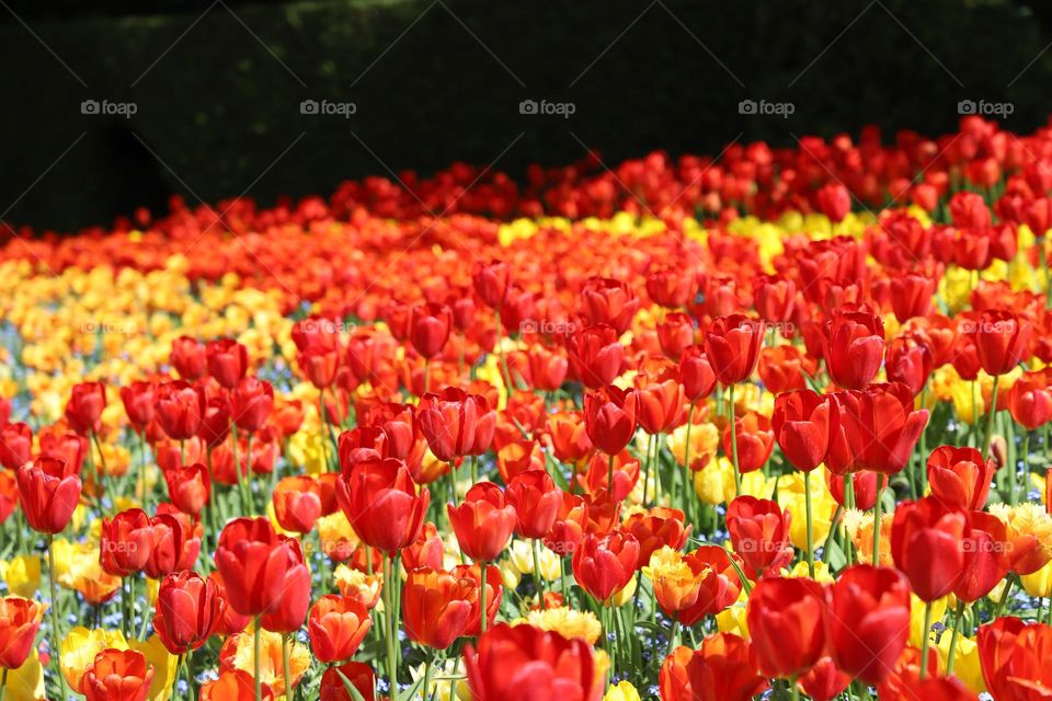 Colourful tulips 