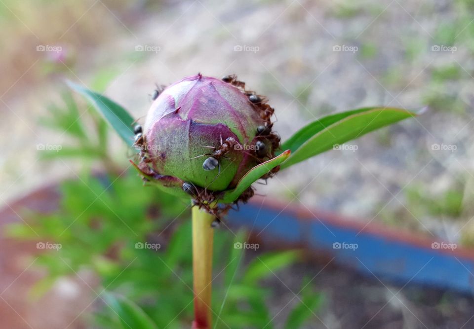 bulbs I planted last year are finally producing flowers.  Cometely covered with these huge weird ants , we have never seen before.