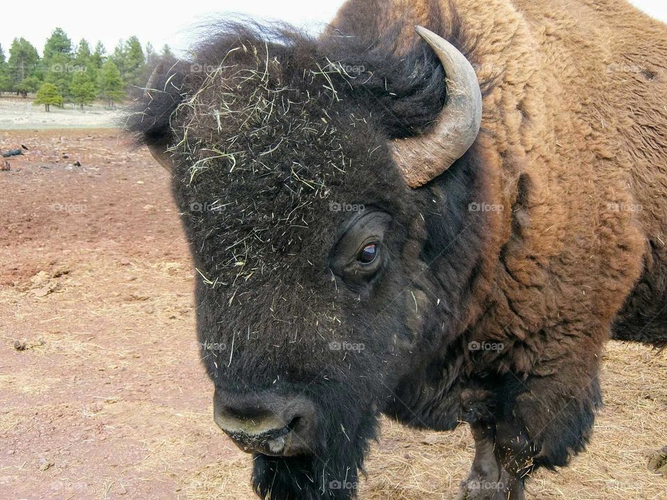 Buffalo