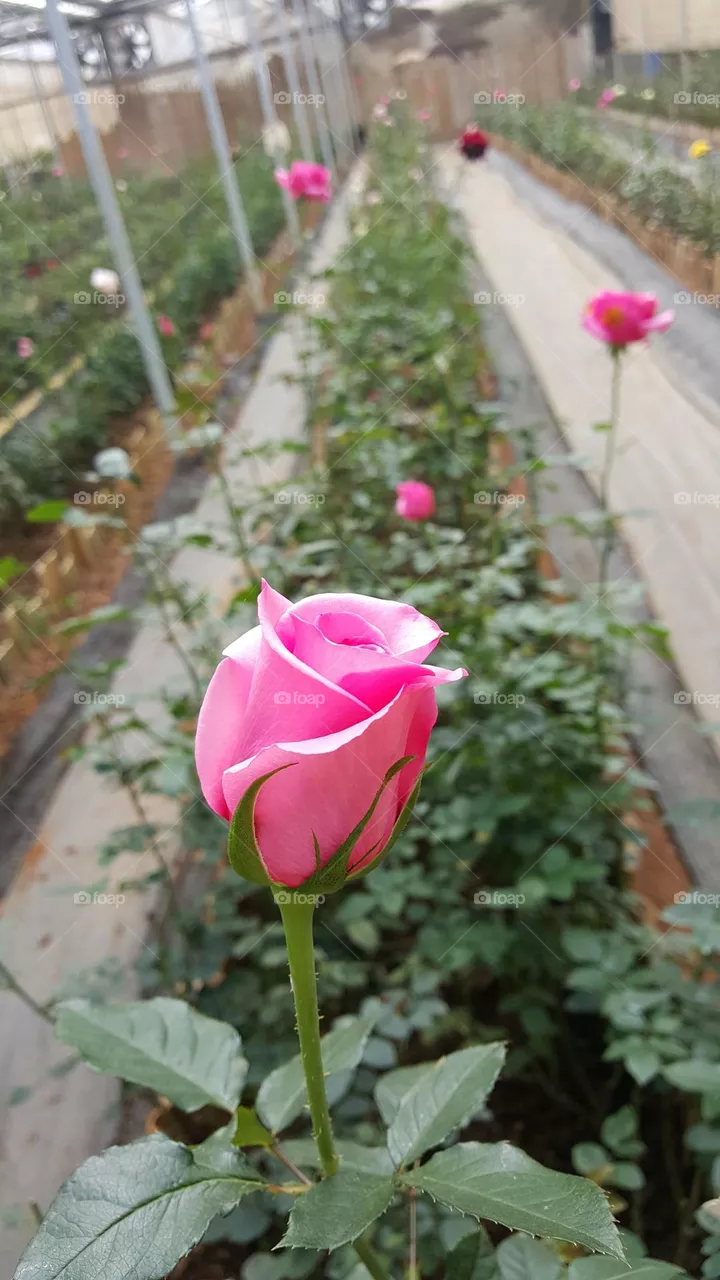 multicolored rose