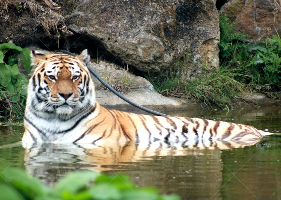 Animals, tiger, predator,