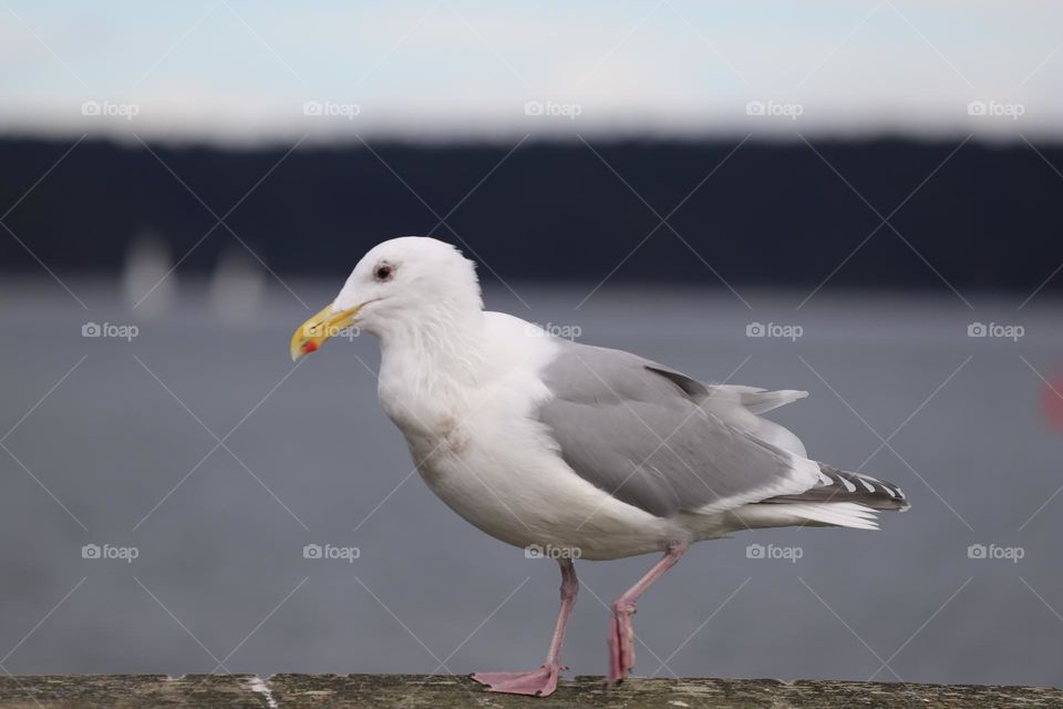 Seagull 