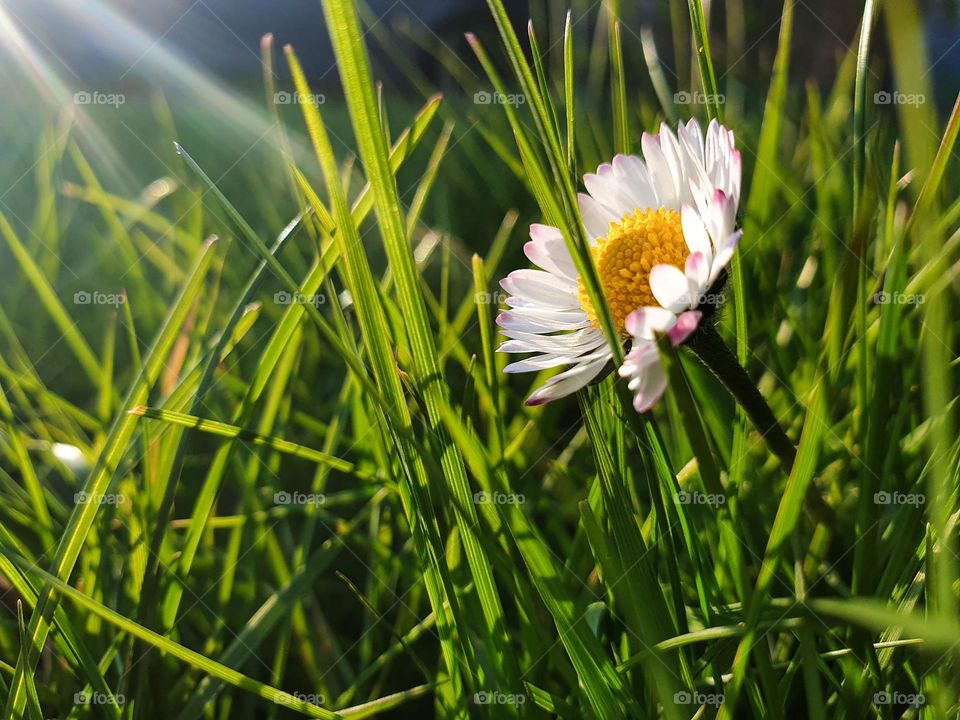 A close up portrait of a small white daisy flower standing in the grass of a garden during a sunny day.