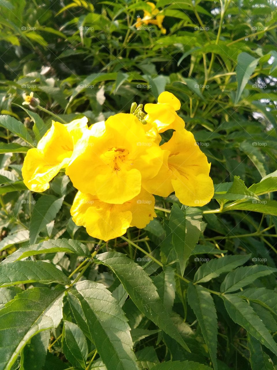 the beautiful flower and look this flower at yellow color