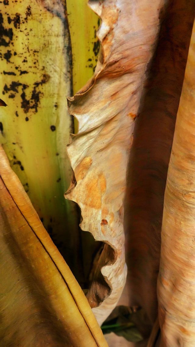 Detail of the dry banana leaf